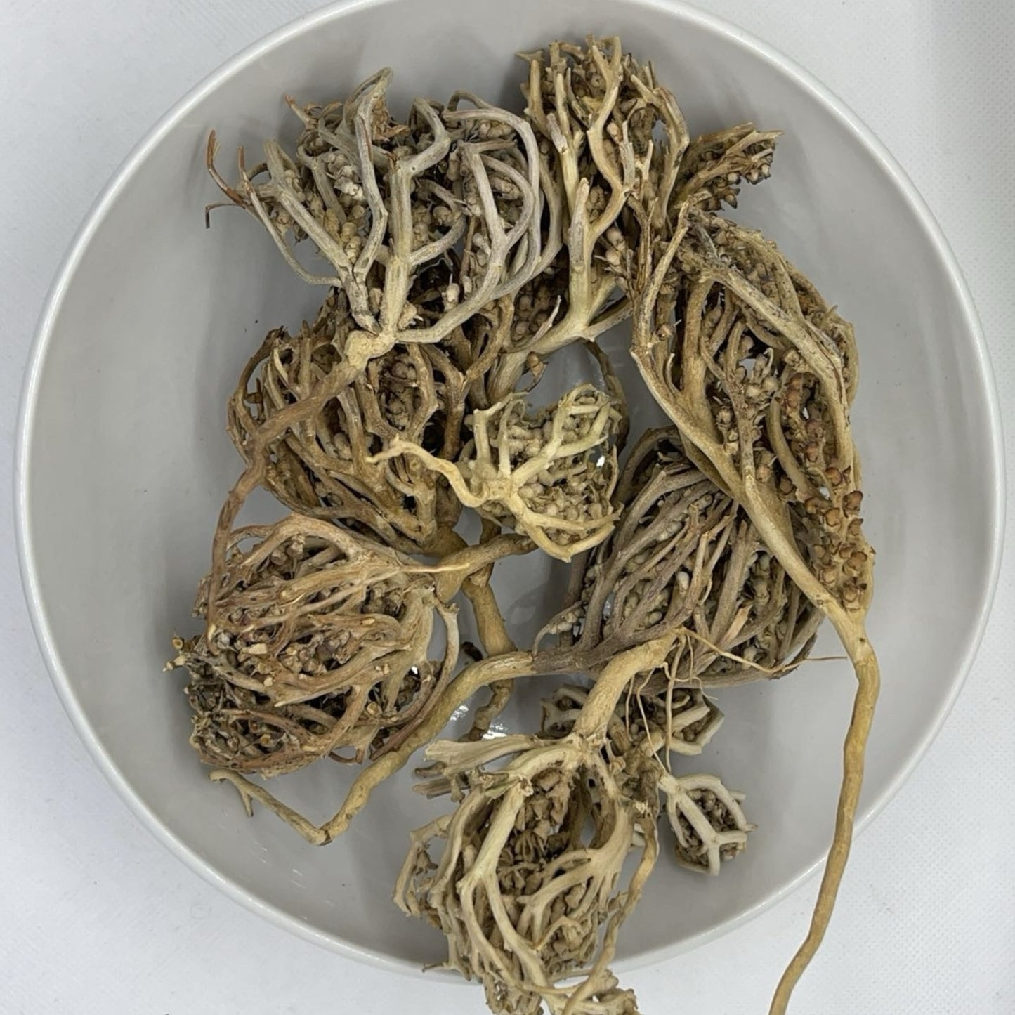 Rose of Jericho (Chajarat,Maryam)