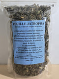 Jatropha feuille