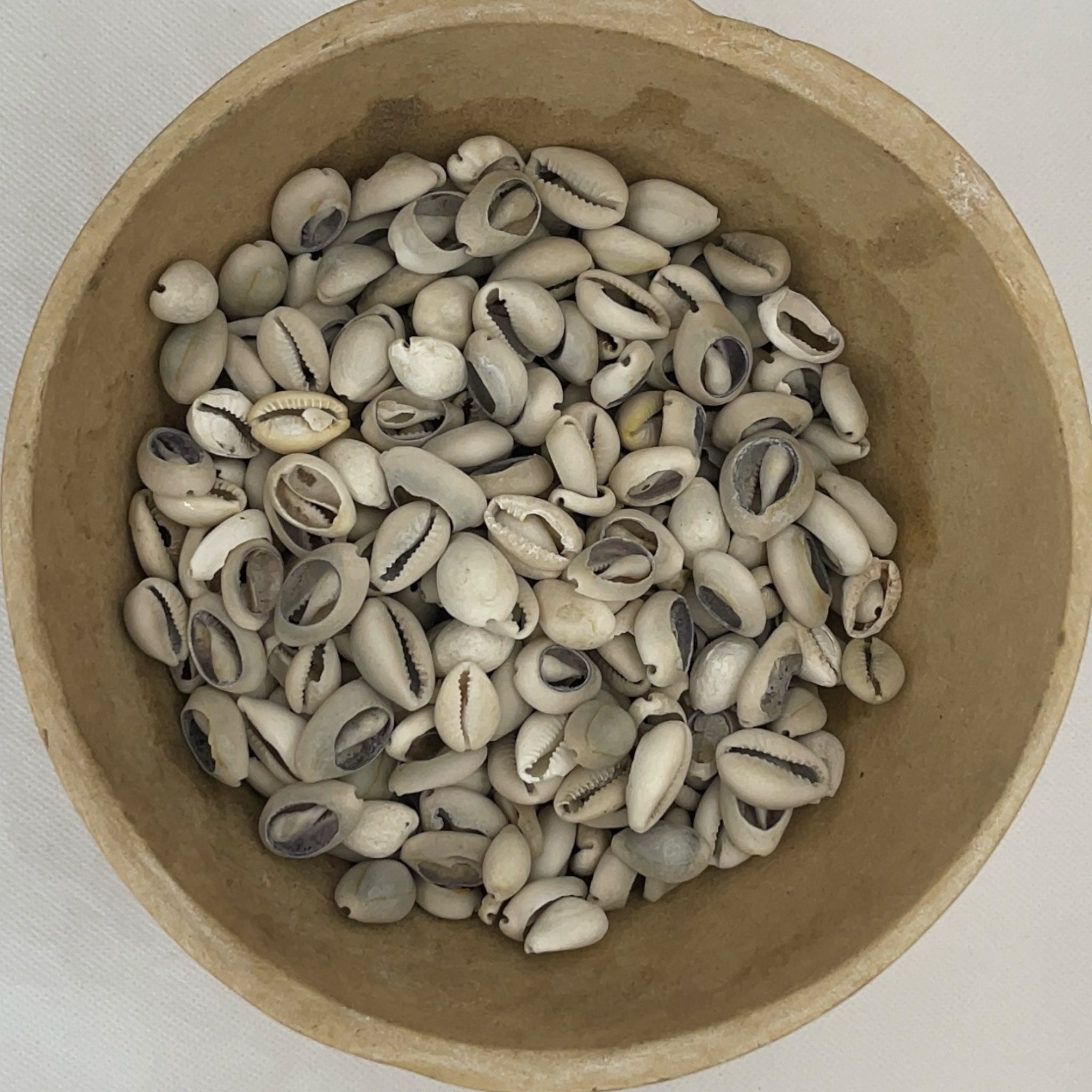 Male and female cowries