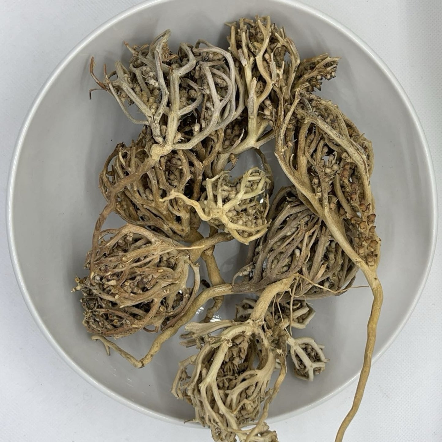 Rose de Jericho (Chajarat,Maryam)