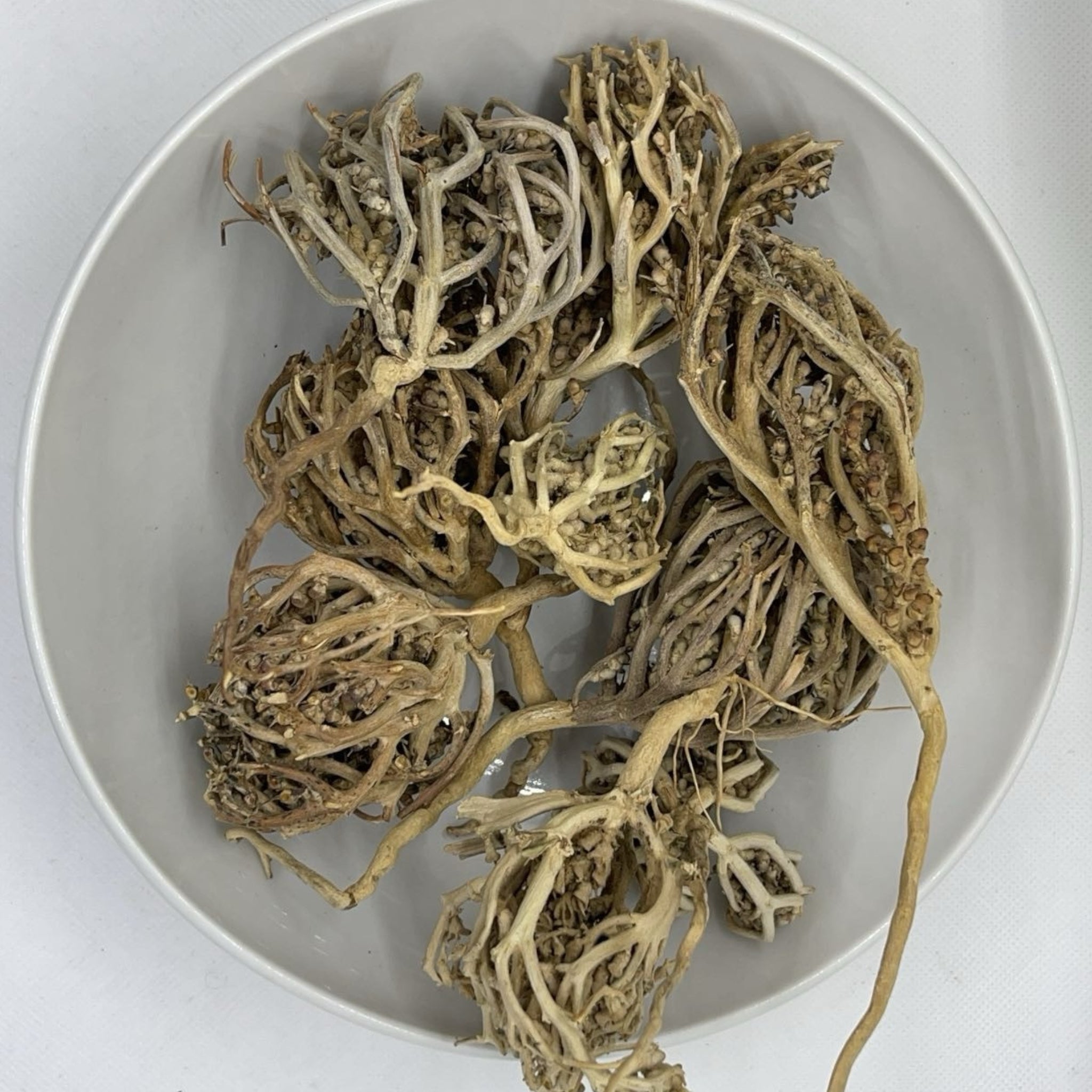 Rose de Jericho (Chajarat,Maryam)