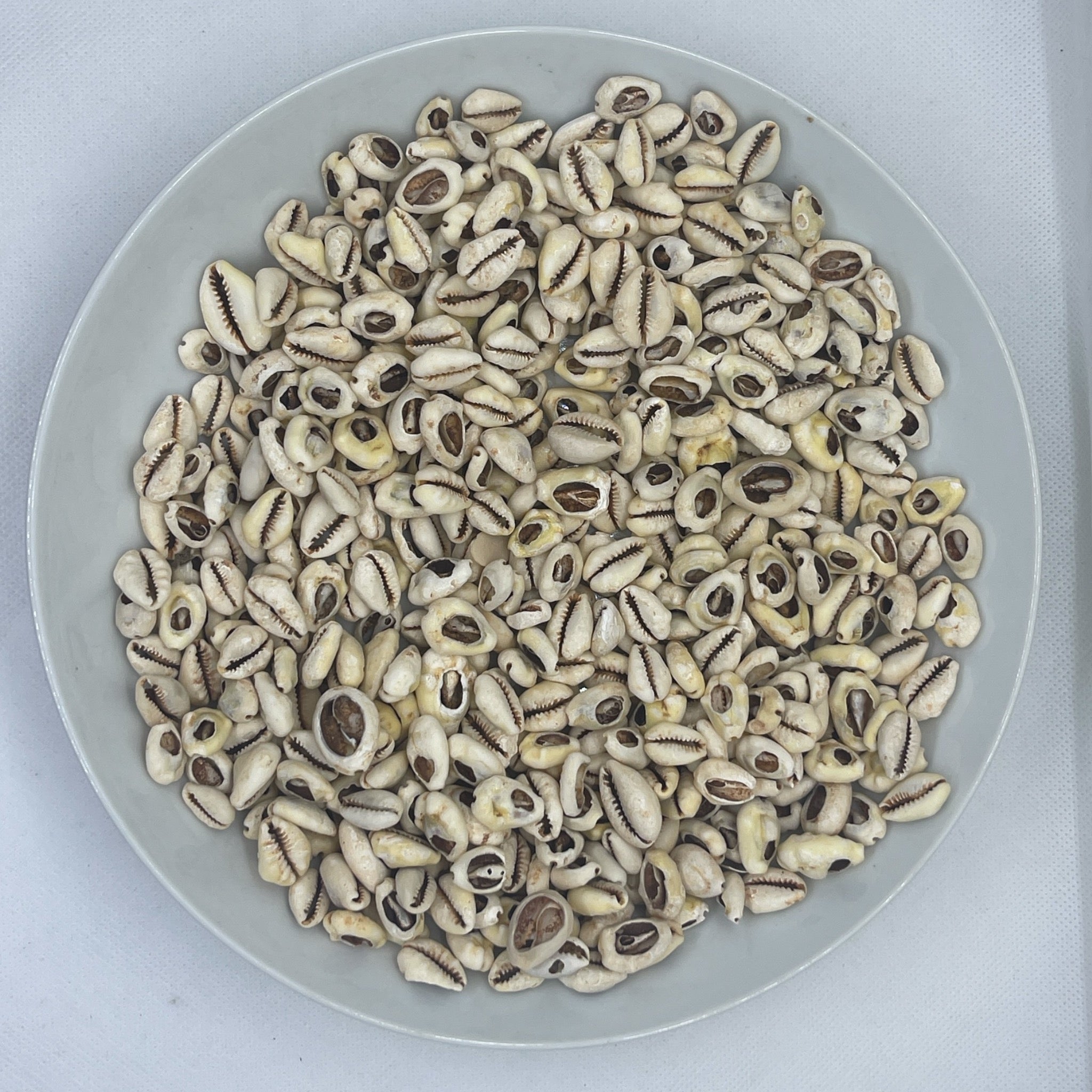 Male and female cowries